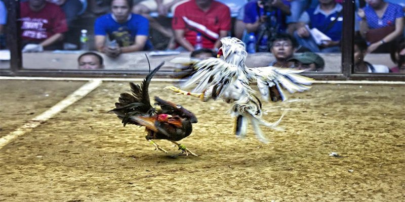 Chiến thuật khi đá gà cựa dao